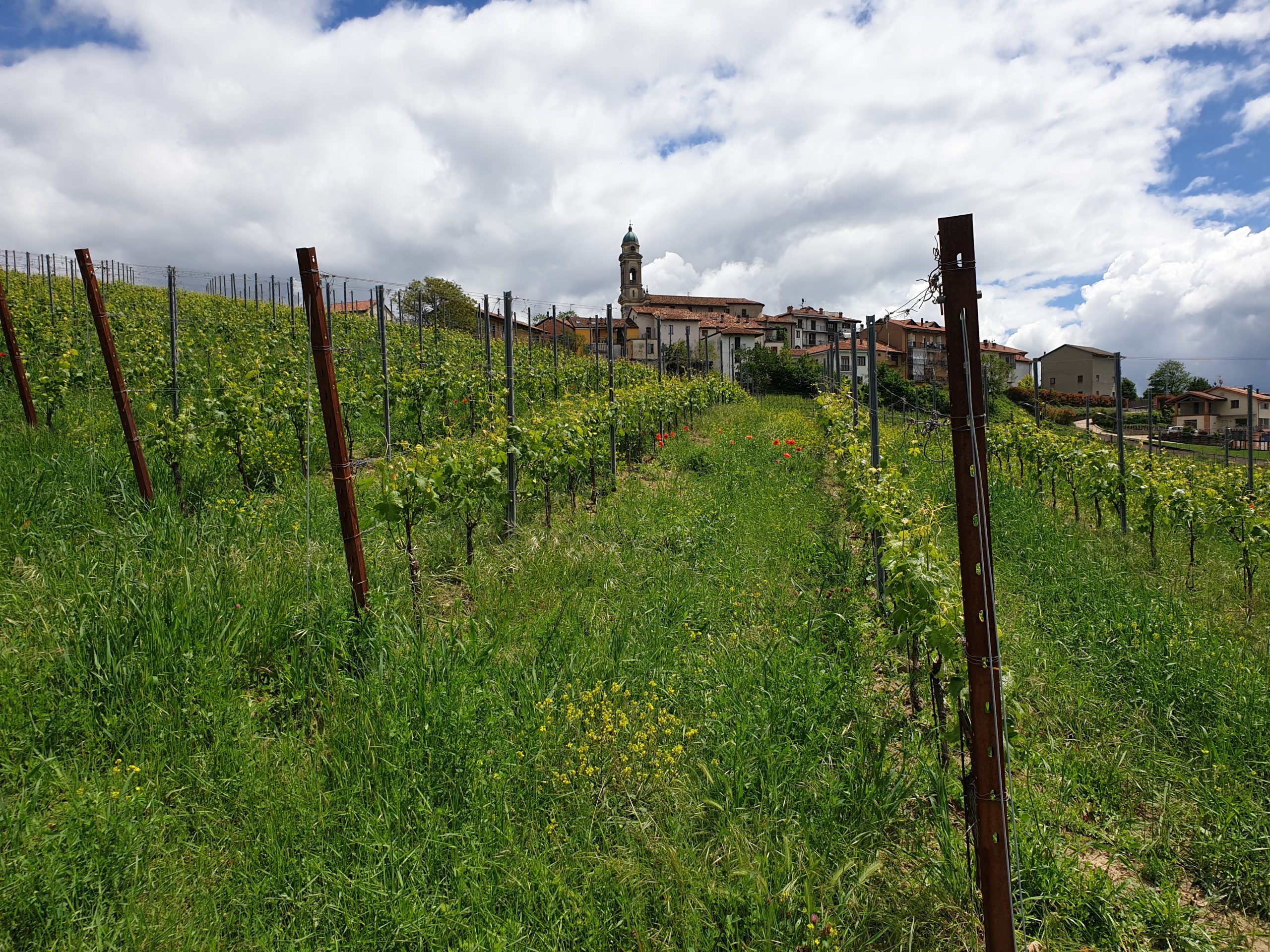 Wein Wanderung Piemont 2023 Reko 2 scaled